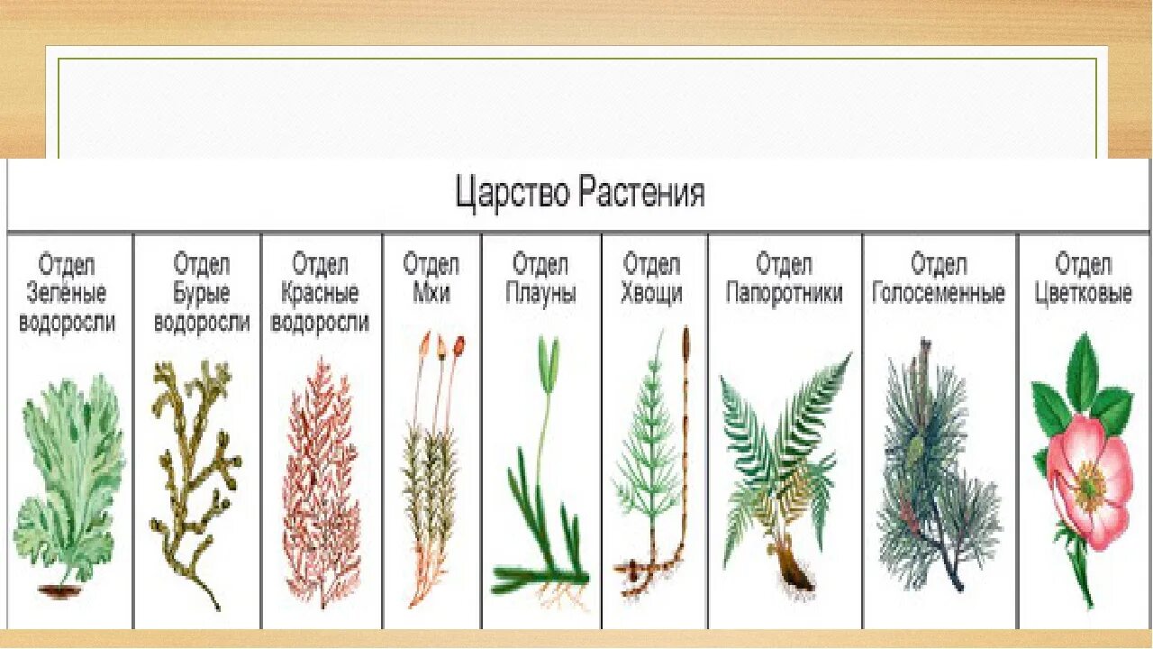 Плауновые однодольные двудольные хвойные. Отделы растений. Отделы растений в биологии. Представители отделов царства растений. Отделы растений таблица.