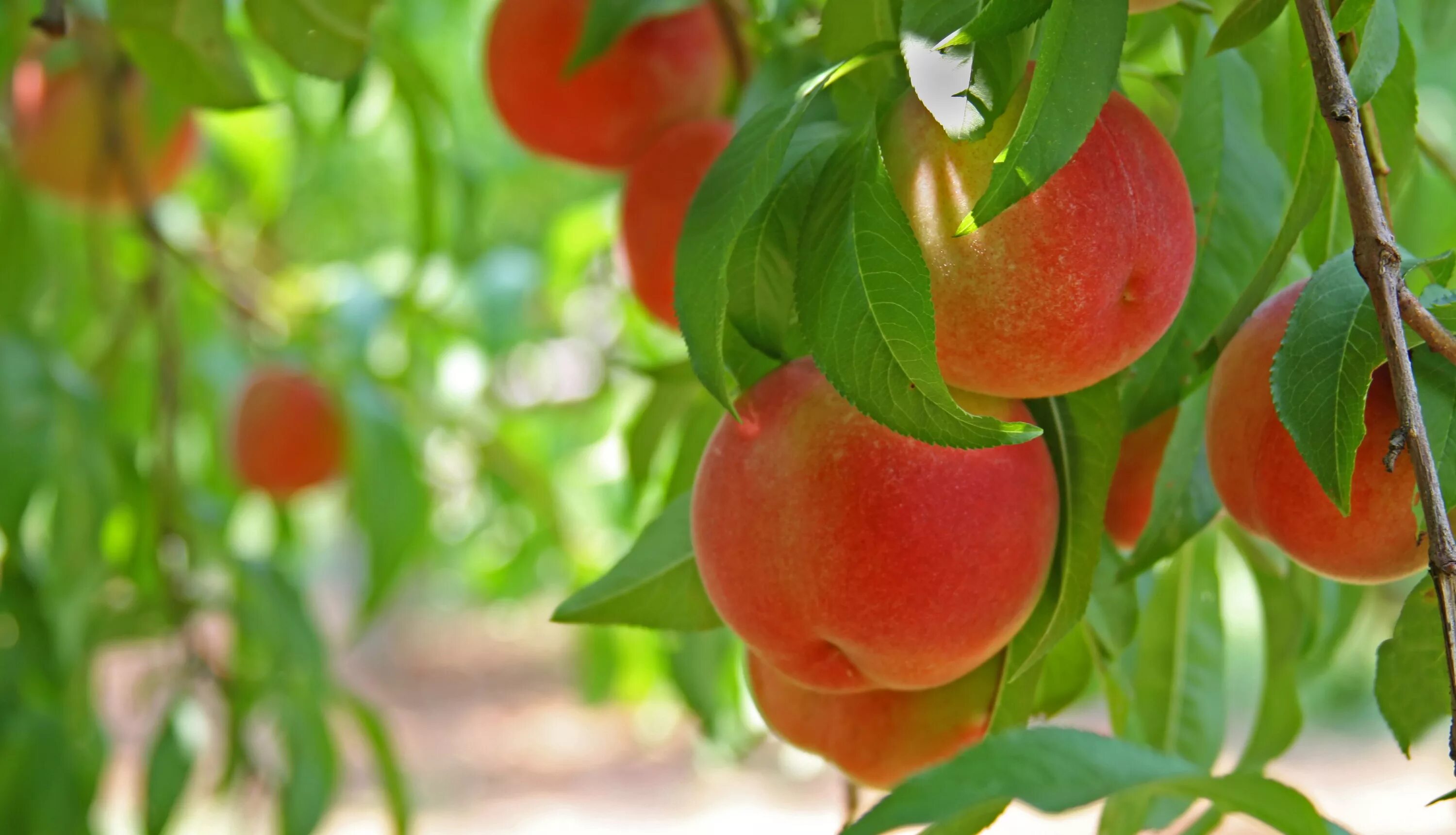 Peach tree