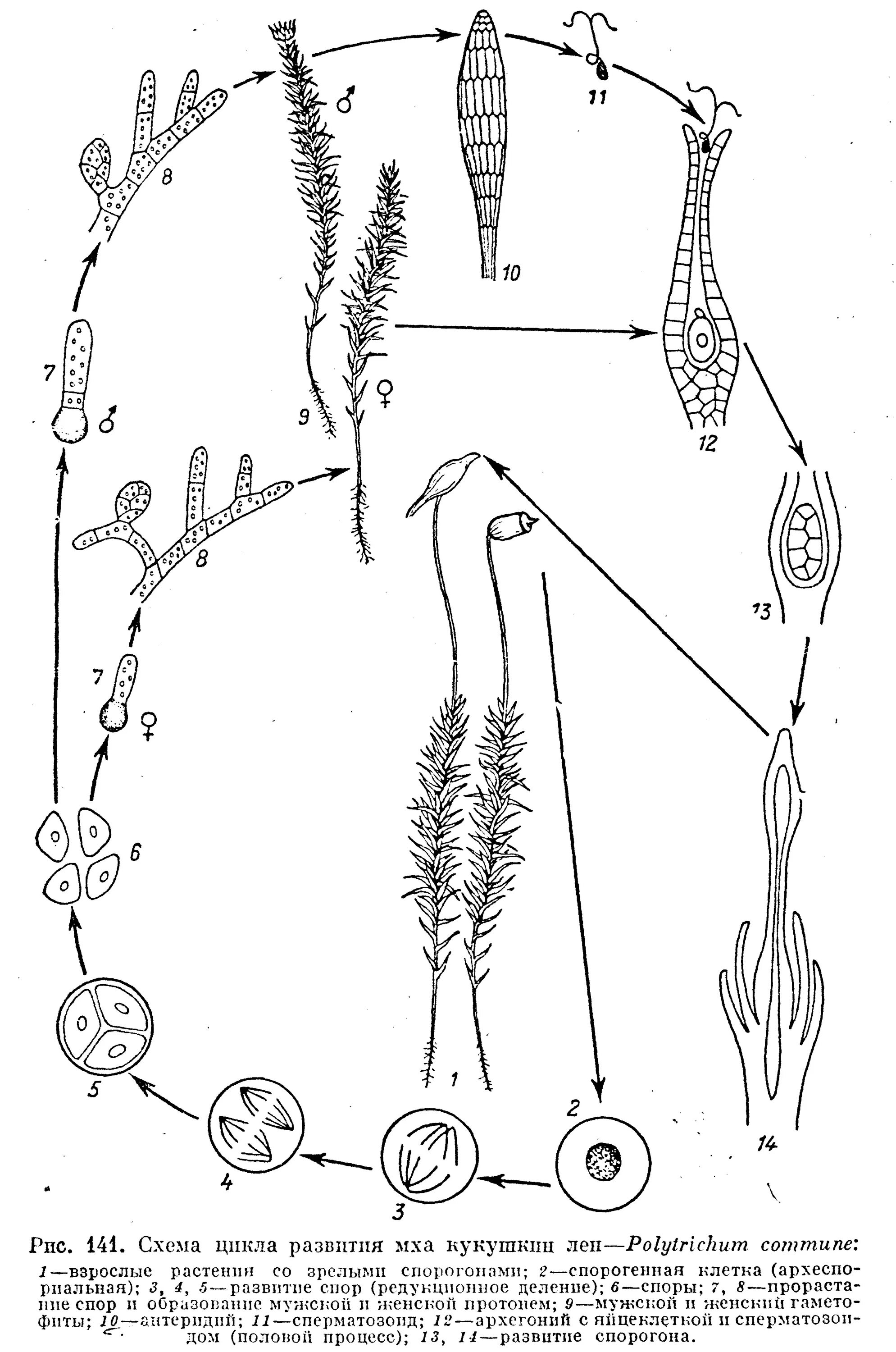 Мох сфагнум стадии жизненного цикла. Схема жизненного цикла мха Кукушкин. Жизненный цикл мха Кукушкин лен схема. Цикл развития Кукушкина льна схема. Цикл развития мха Кукушкин лен схема.