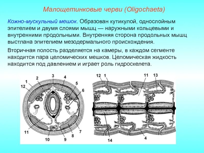 Класс Малощетинковые черви кожно мускульный мешок. Малощетинковые черви внешнее строение. Строение малощетинкового червя. Круглые черви строение кожно мускульного мешка.