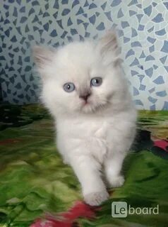 Котята в новокузнецке