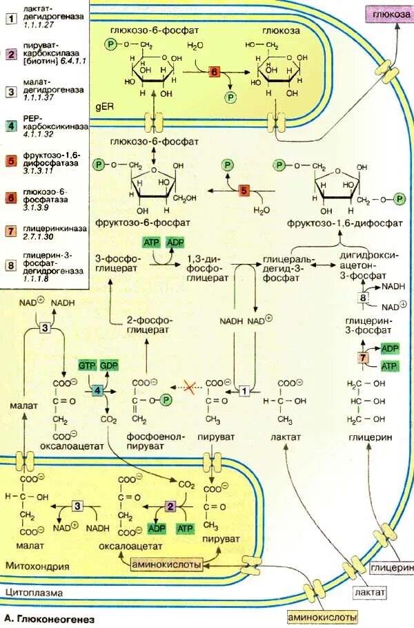 Образования глюкозы в печени. Схема глюконеогенеза биохимия. Схема глюконеогенеза из лактата. Глюконеогенез схема полная. Глюконеогенез из лактата схема.