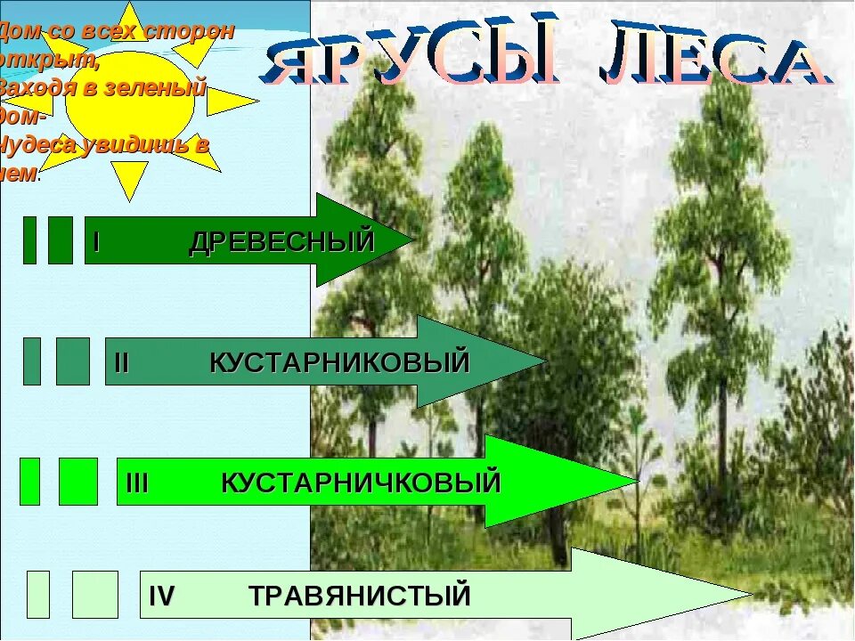 Что такое лес окружающий мир 4 класс. Презентация на тему жизнь леса. жизнь леса 4 класс. жизнь леса 4 класс окружающий мир. проект жизнь леса.