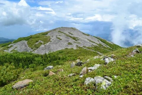 Цветы лысые горы