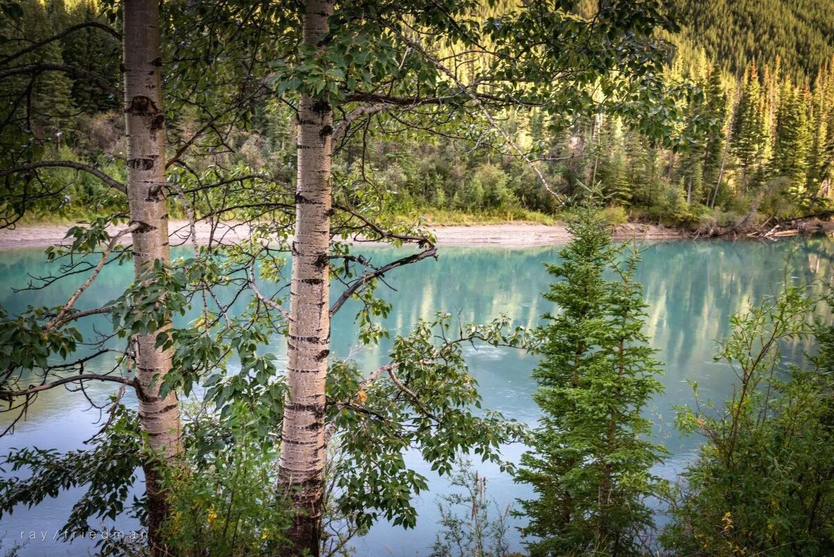 Салапина фото. Осиновое озеро ульяновск. Лес сосновый бор алтайский край. Вышла на край леса. Смолевичи лес.