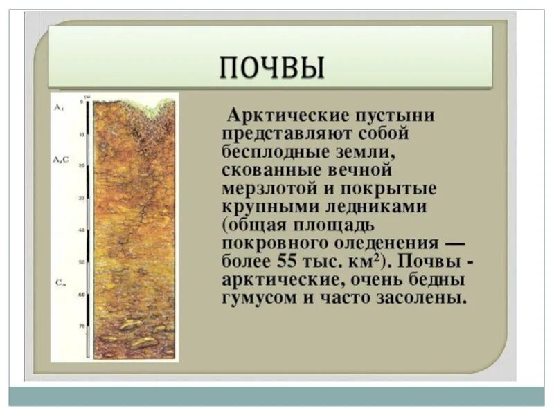 В какой природной зоне почвы наиболее плодородные. Почва арктических пустынь кратко. Тип почв арктических пустынь. Тип почвы арктической пустыни России. Арктические пустыни почвы.