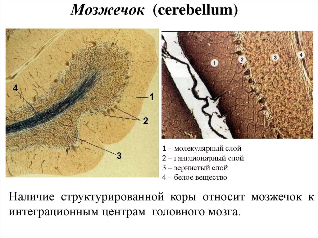 Функции клеток мозжечка. Кора мозжечка гистология препарат. мозжечок гистология препарат. строение коры мозжечка гистология. слой коры мозжечка гистология.