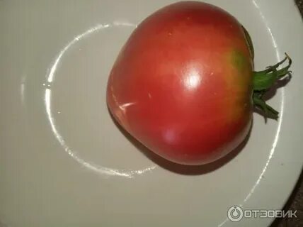 Томат фрекен бок отзывы