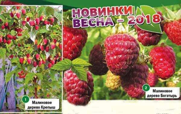 Малина сорт крепыш. Малиновое дерево крепыш таруса. малина штамбовая таруса малиновое дерево. малина крепыш малиновое дерево. сорт малиновое дерево &quot;таруса&quot;.