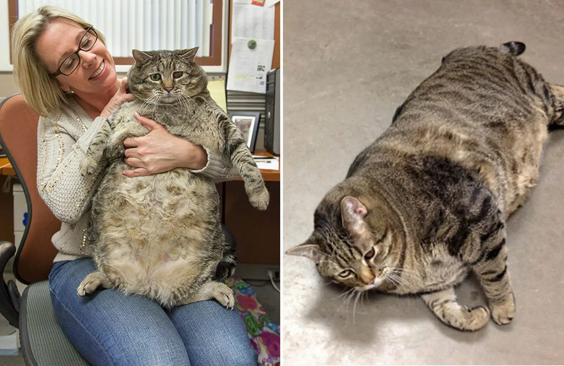 Is super-sized CAT Meatball who weighs TWO STONE the fattest feline ever? - YouT