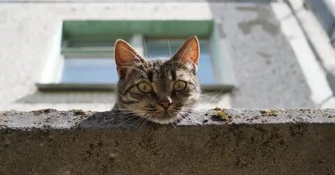 Включи кошки кошары