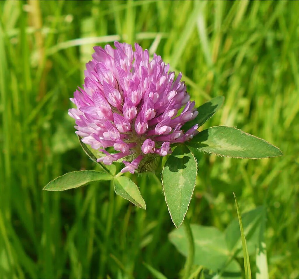 Красный Клевер Trifolium pratense. Клевер Луговой (Trifolium pratense). Красный Клевер (Red Clover). Конюшина Клевер. Клевер луговой небольшое растение обычно его