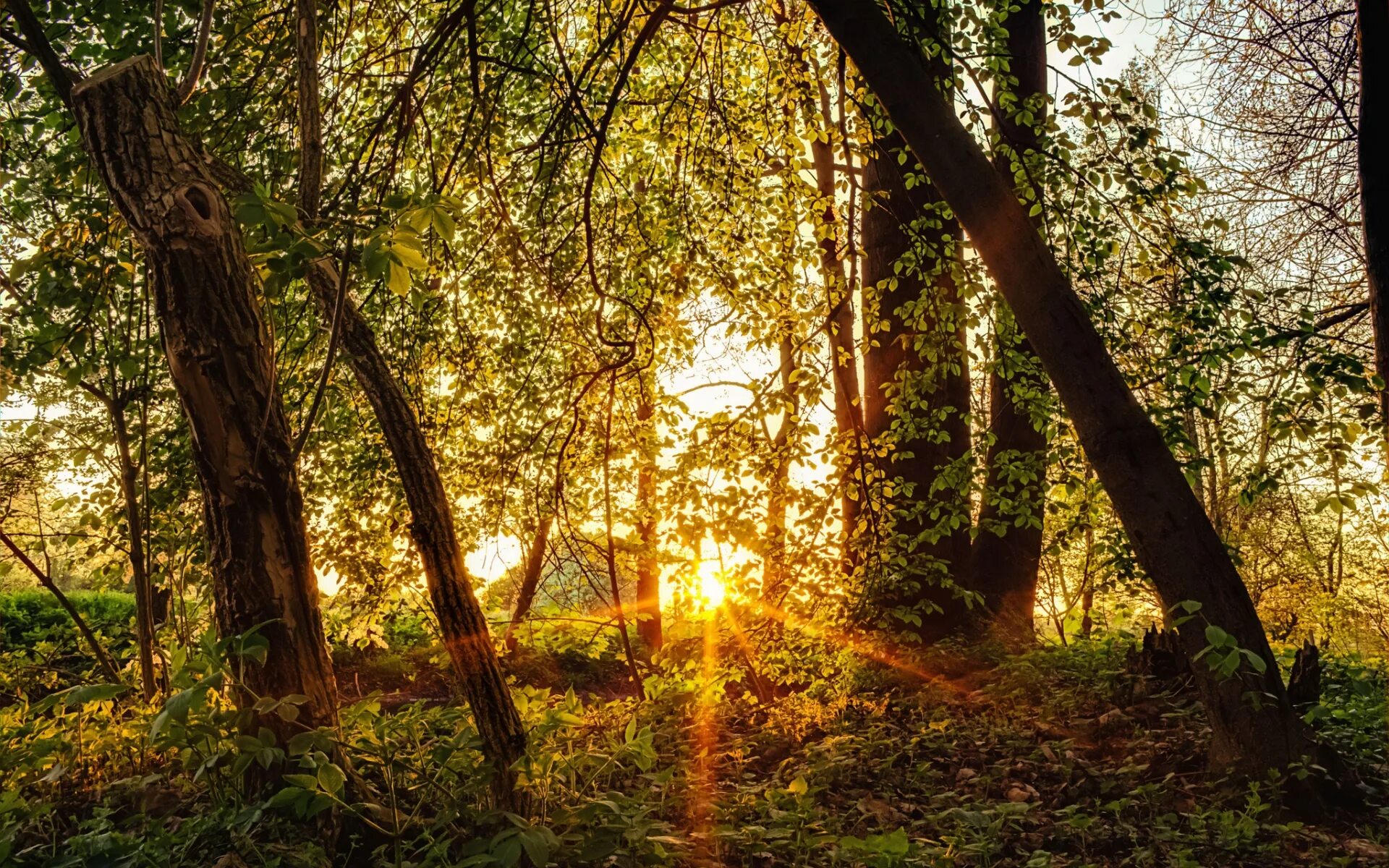 Солнце поднимается и лес озаряется ярко красным. Дерево освещенное солнцем. Лес Освещенный солнцем. "Солнце в лесу". Солнечный свет сквозь деревья.