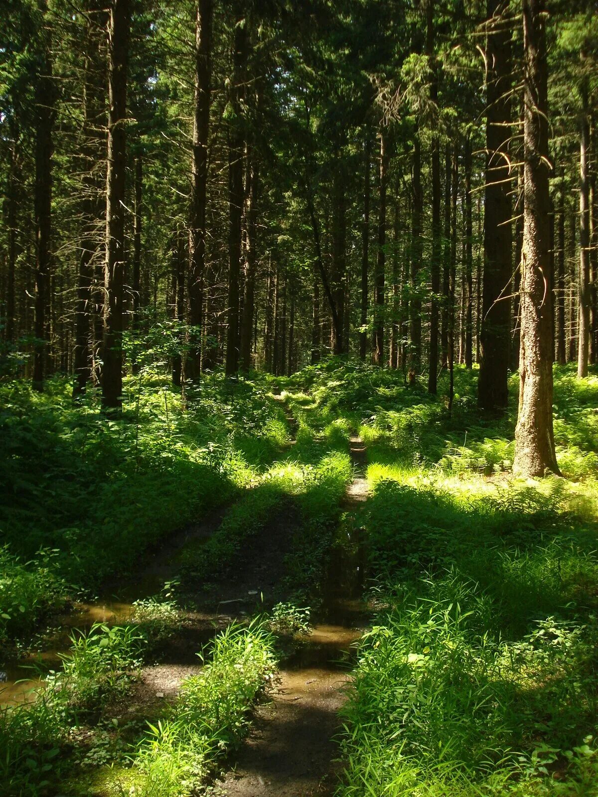 Ли леса. Лес Хилл Екатеринбург. Интересный лес. Интересные леса. Фото леса.