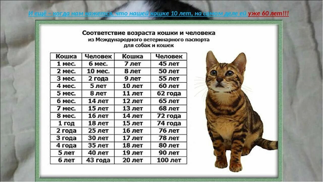 Сколько раз кот должен. Возраст кота по человеческим меркам таблица британец. 7 месяцев коту по человеческим меркам. соотношение возраста котов и человека по годам. перевести кошачий возраст на человеческий таблица.