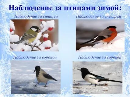 Приборы необходимые для наблюдения за жизнью синицы