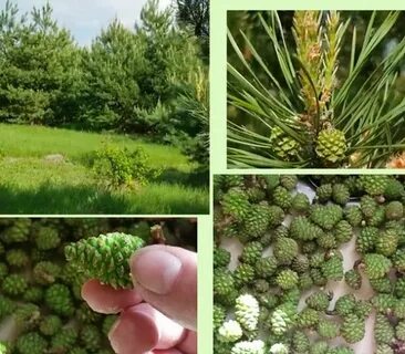 Какие шишки собирают