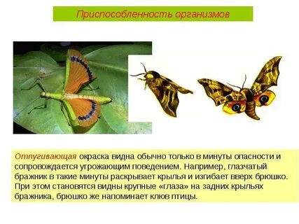 Примеры приспособления насекомых