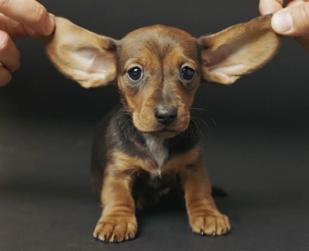 Терьер Ушастый. Коротколапые длинноухие собаки. Маленькая ушастая собака. Маленькие породы собак с большими ушами.