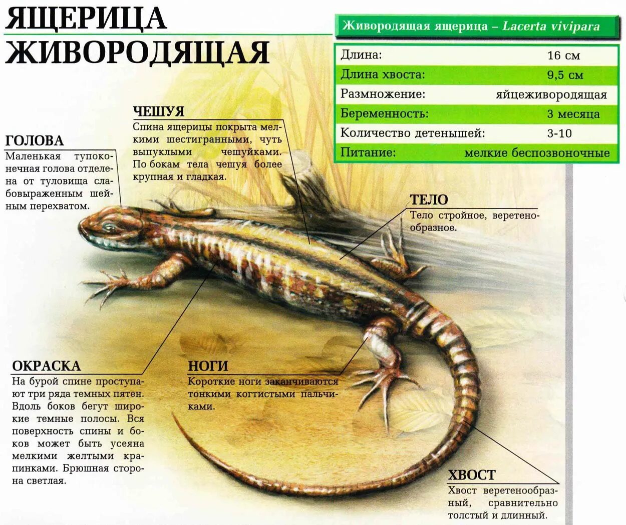 Живорождение характерно для. Название живородящих рыбок. Признаки живородящих. Живорождение характерно для. Жыво радяшии рыбки.