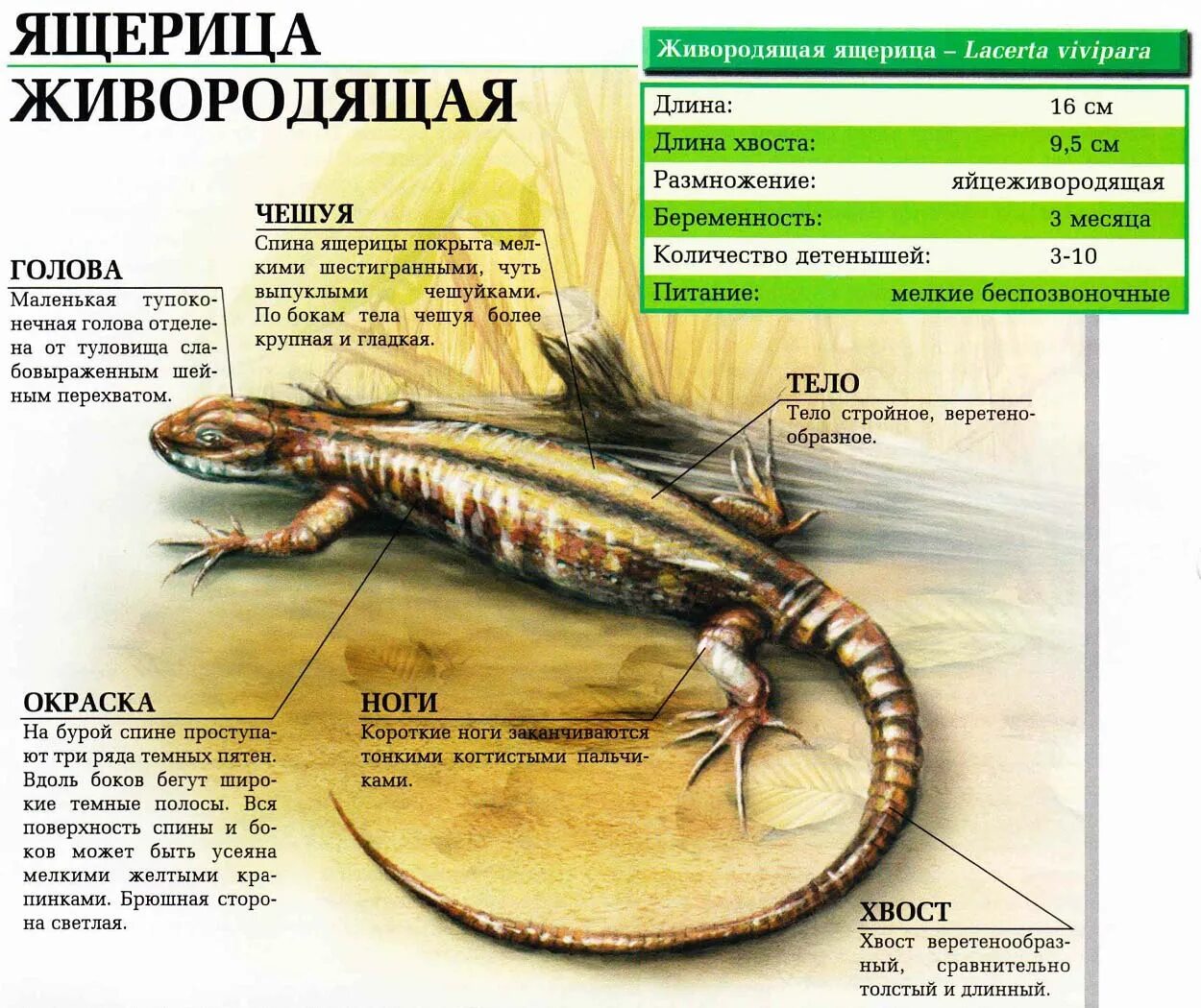 Сколько ящере. Живородящие ящерицы виды. Образ жизни живородящей ящерицы. Живородящая ящерица (Zootoca vivipara). Живородящая ящерица характеристика.