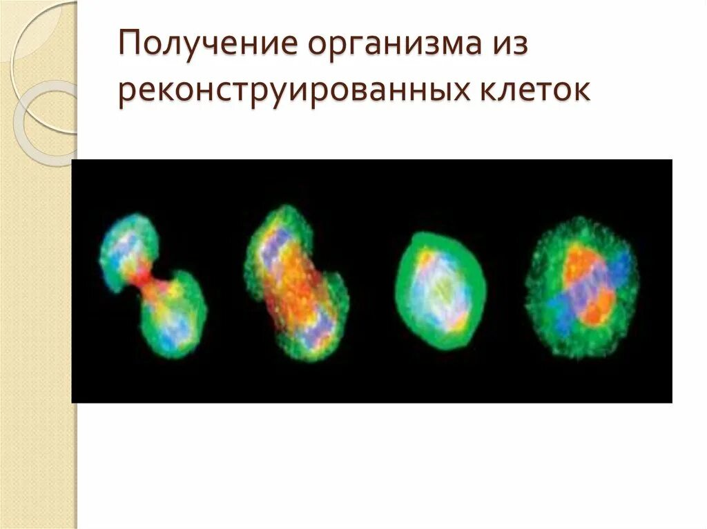 Реконструкция клеточная инженерия. Реконструкция клеток в клеточной инженерии. Метод реконструкции в клеточной инженерии. Направление биотехнологии генная клеточная. Реконструкция клеток методы