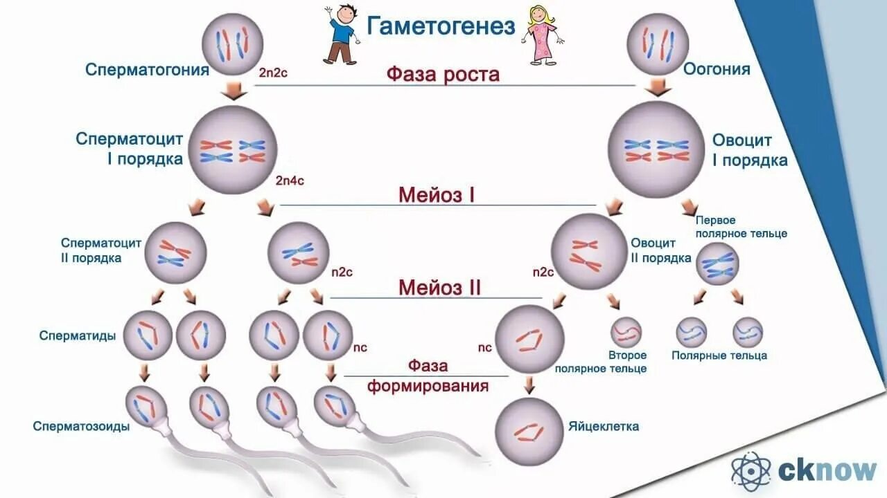 Образование половых клеток гамет. Первое деление мейоза в сперматогенезе. Набор генетического материала и Тип половых клеток. Овоцит первого порядка хромосомный набор.