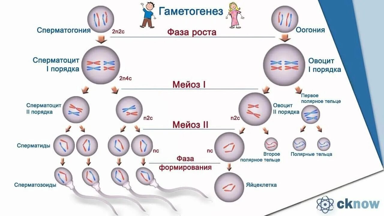 Гаметогенез количество хромосом и днк. Набор генетического материала и тип половых клеток. стадии образования половых клеток таблица. образование половых клеток гаметогенез таблица. образование половых клеток мейоз таблица.