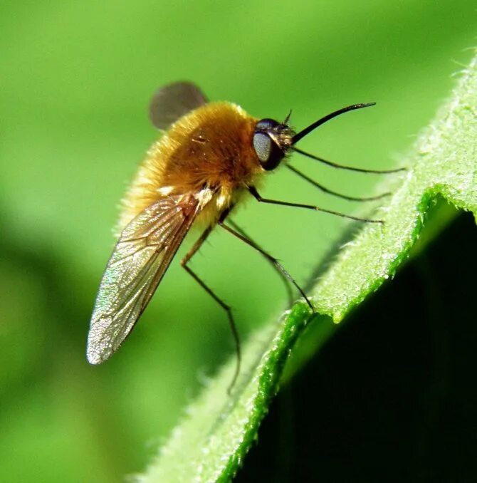 Муха жужжало. Bombylius Муха. Шмель Муха Колибри. Жужжало большой (Bombylius Major).