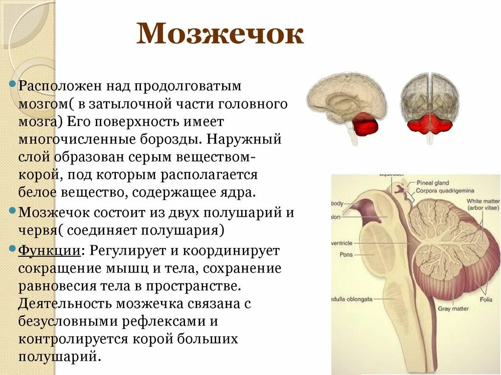 В чем особенность строения мозжечка какую функцию. Строение мозжечка в головном мозге. Структура мозжечка в головном мозге. Мозжечок мозг строение и функции. Головной мозг мозжечок строение и функции.