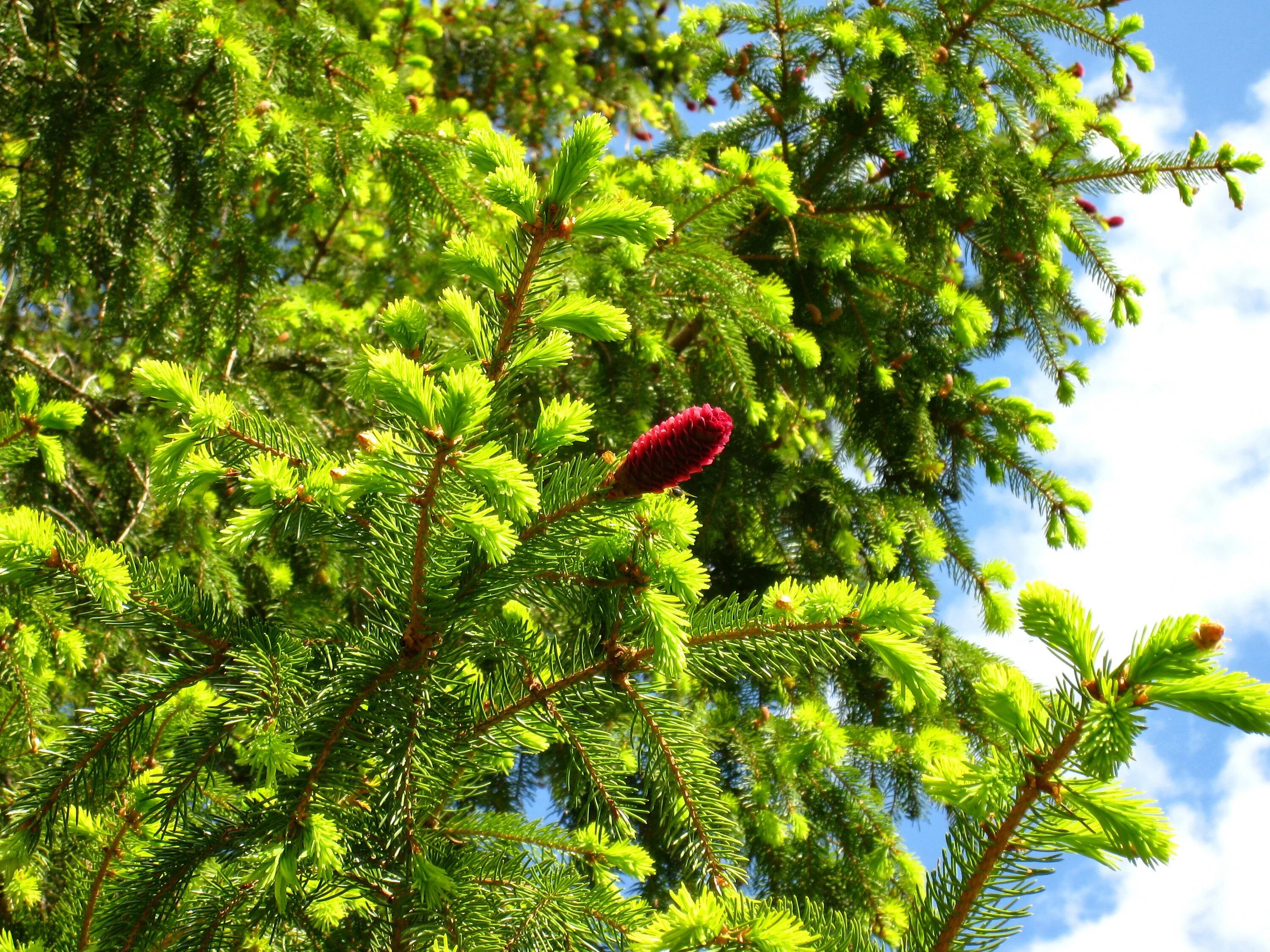 Красные ели в природе. Picea Abies tabuliformis. Пихта Башкирская. Ель Балатон. Пихта Лесная.