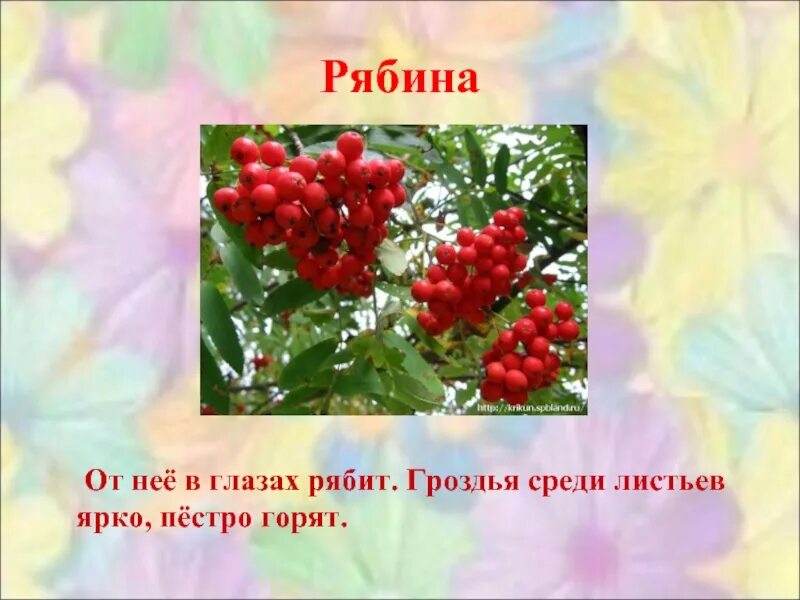 Глагол от слова рябина. Загадка про рябину. Загадка про рябину для детей. Почему рябина так называется. Рябина загадки про рябину.