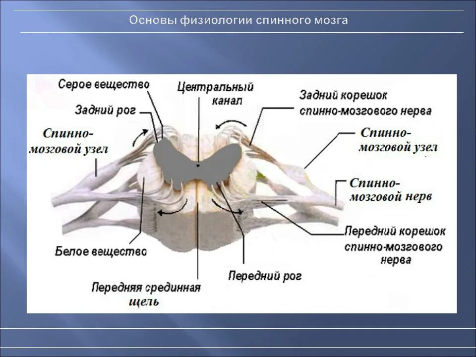 Наружное строение спинного мозга. Структура строения спинного мозга. Строение спинного мозга анатомия человека. Строение спинного мозга структурные компоненты.