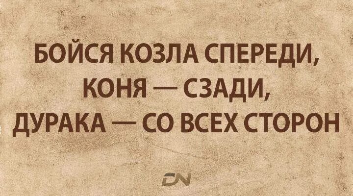 Бойся коровы спереди а лошади. Конь в прыжке. Зелёная корова. Бойся коровы спереди а лошади. Зад лошади.