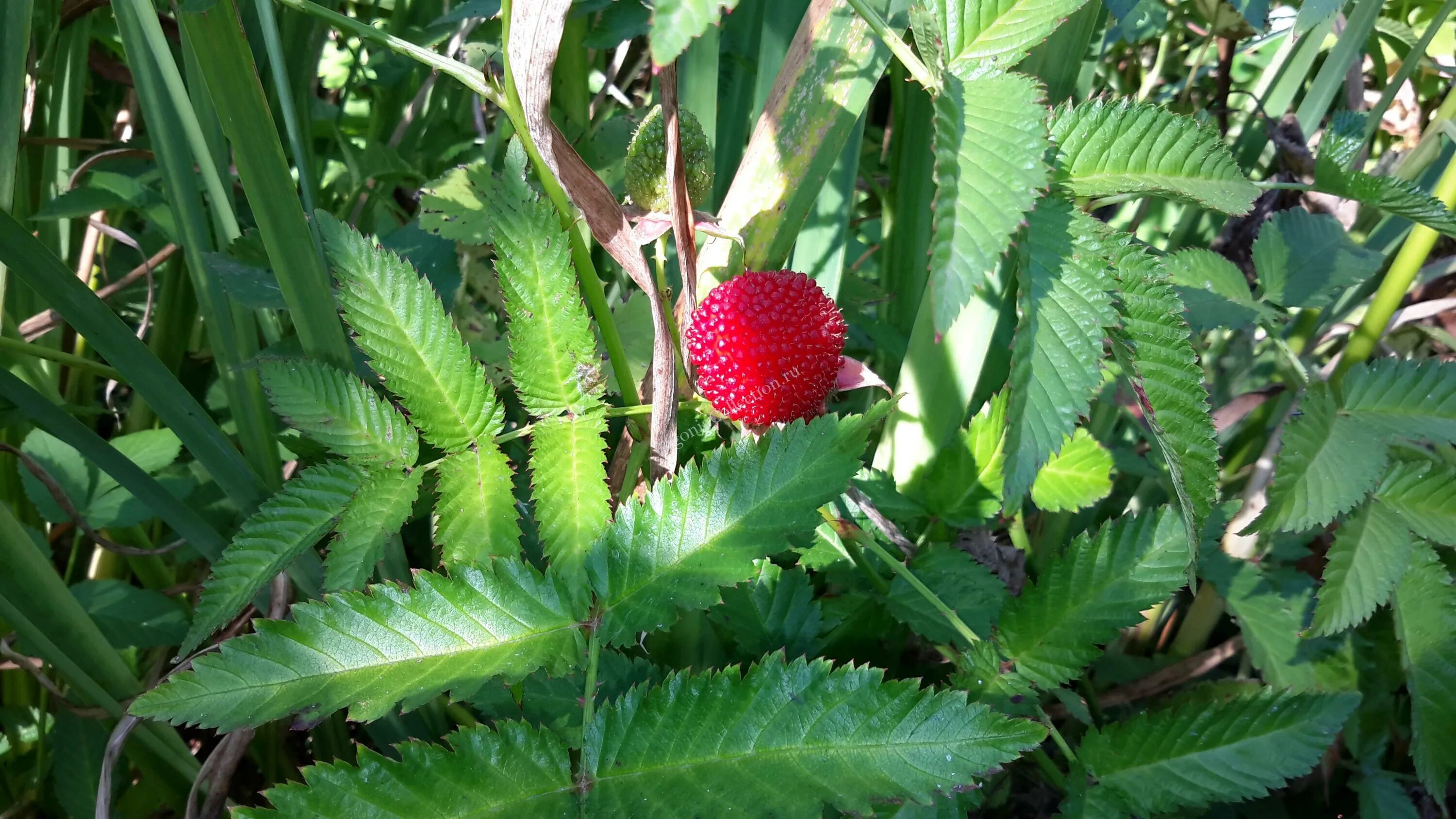 Тибетская малина отзывы. Тибетская малина. Rubus illecebrosus. Норвежская малина. Клубника малина розоволистная.