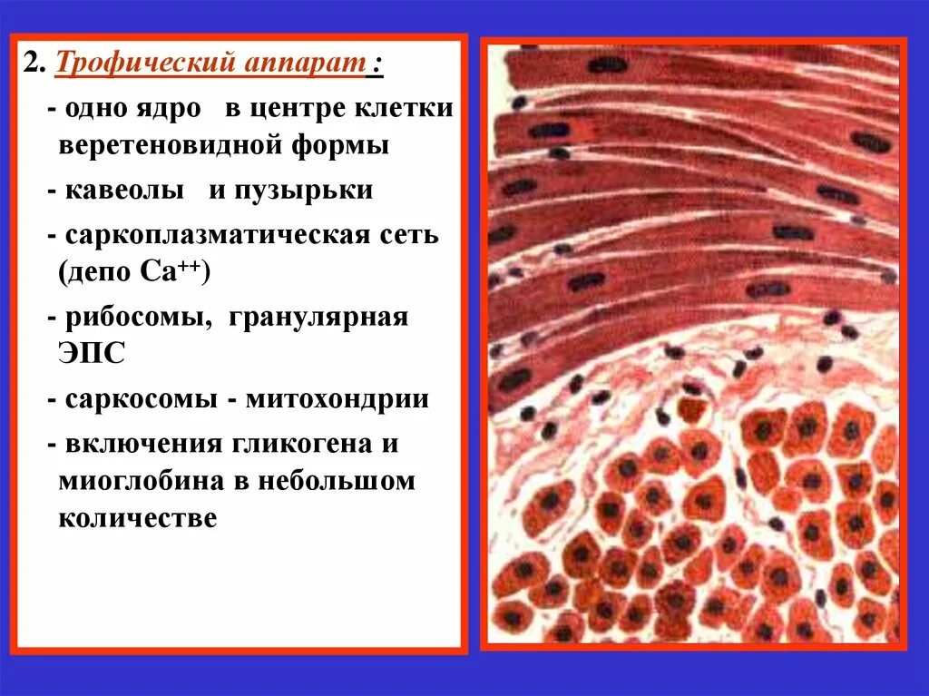 Состоят из многоядерных веретеновидных клеток. Веретеновидная форма клеток. Веретеновидные мышечные клетки. Веретеновидные клетки мышечной ткани. Клетки веретеновидные вид.
