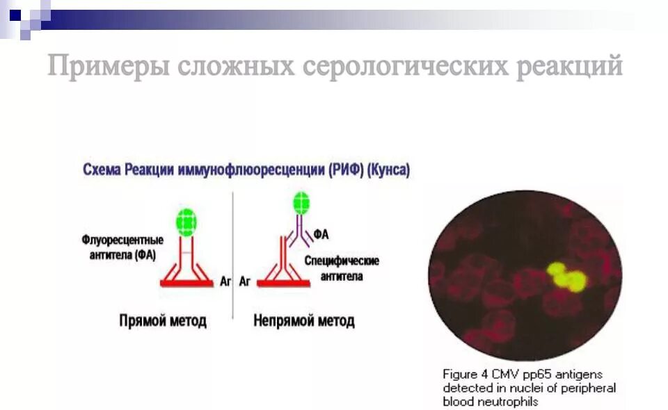 Риф ифа. Реакция прямой и непрямой иммунофлюоресценции. реакция иммунофлюоресценции (риф) (метод кунса). реакция непрямой иммунофлюоресценции схема. фазы серологических реакций схема.