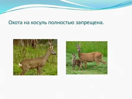 Косуля вес