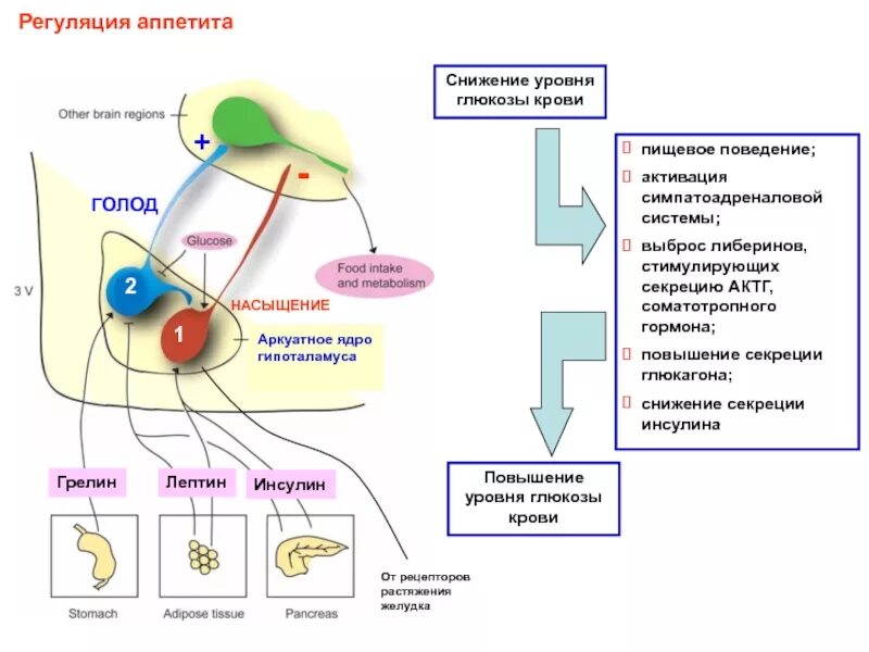 Регуляция секреции инсулина физиология. Регуляция пищевого поведения физиология. Схема регуляции пищевого поведения у человека. Регуляция уровня Глюкозы в крови схема гипоталамус. Где находится голод