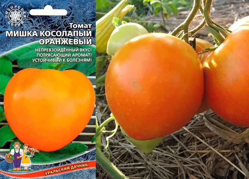 Помидоры мишка косолапый описание сорта. Мишка косолапый сорт помидор. томат мишка косолапый оранжевый. томат сорт мишка косолапый оранжевый. томат мишка косо.