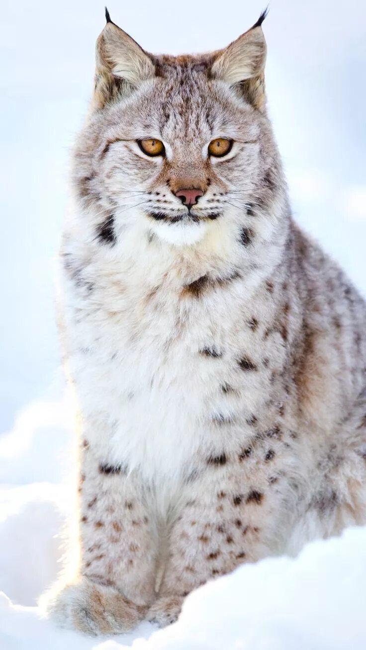 Amazing looking lynx #lynx #wildcat #outdoorcat Eurasian lynx, Exotic cats, Rare