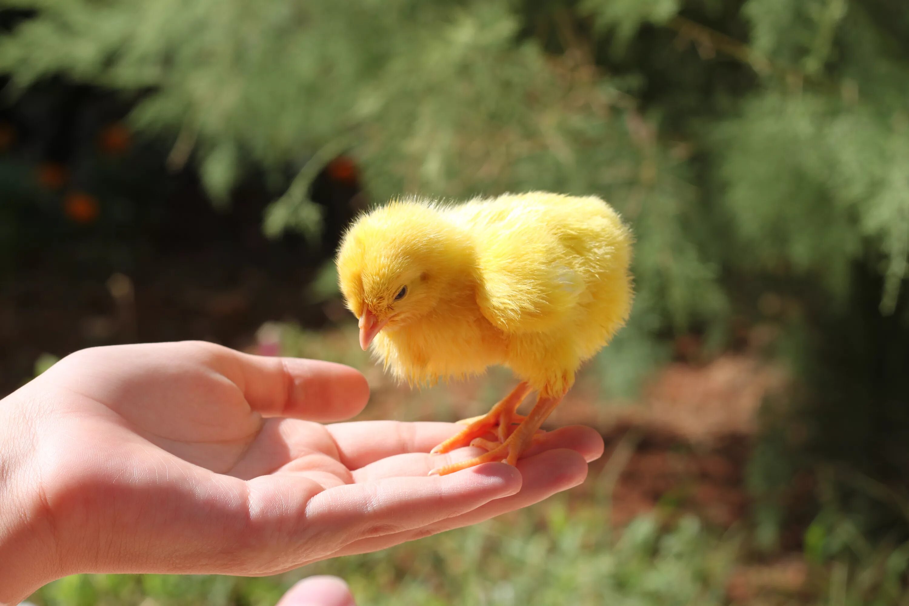 К чему снятся цыплята женщине живые маленькие. Цыпленок в руках. Цыпленок на ладони. Желтый цыпленок. Птенец желтый.