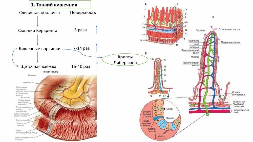 Строение слизистой оболочки тонкого кишечника. Строение стенки тонкого кишечника. Слизистая оболочка кишечника. Кишечные ворсинки. Строение ворсинки тонкого кишечника.