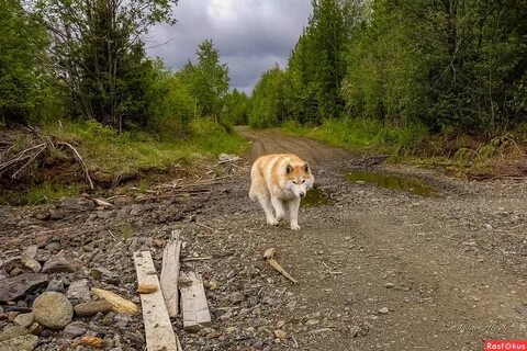 Пусть панические атаки унесут в тайгу собаки