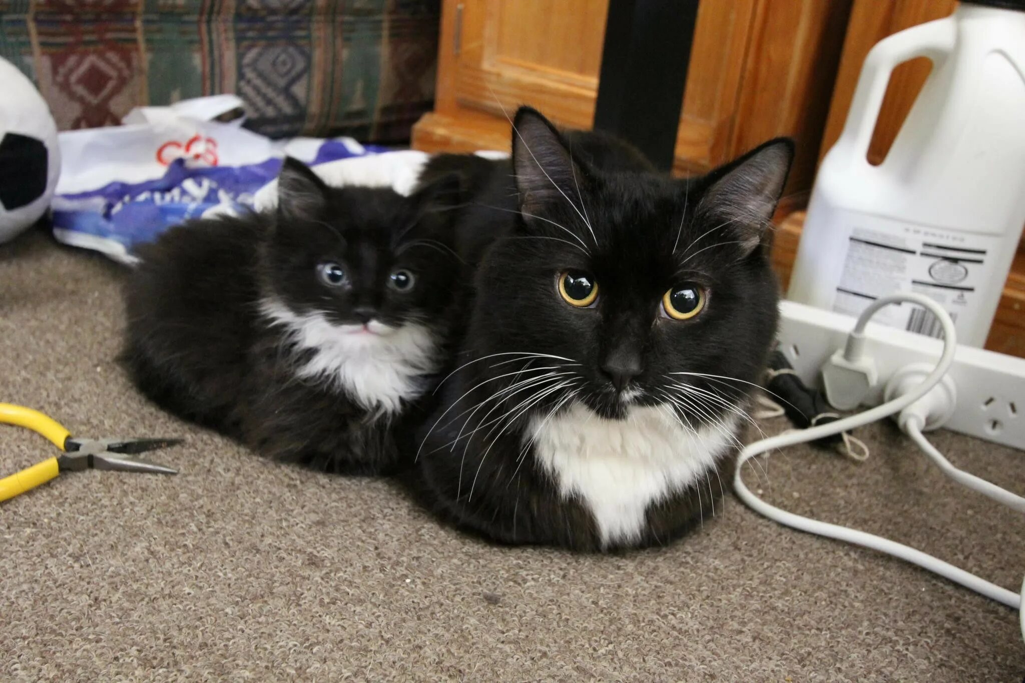 Включи где котенка