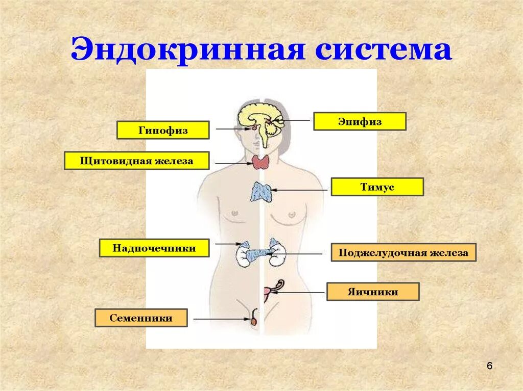 Гипофиз относятся к железам. .Система желез внутренней секреции. Функции. Эндокринная система человека схема. Эндокринная система железы внутренней секреции. К эндокринной системе относятся железы.