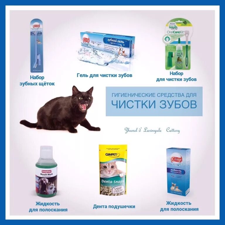 Котам надо чистить зубы