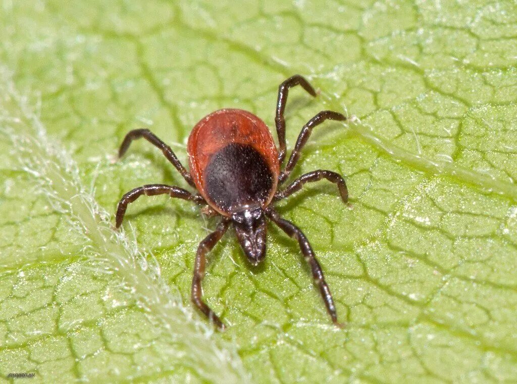 Что такое клещ. Собачий клещ Ixodes Ricinus. Энцефалитный иксодовый клещ. Иксодовыф ЙКЛЕШ. Красный клещ Энцефалитный.