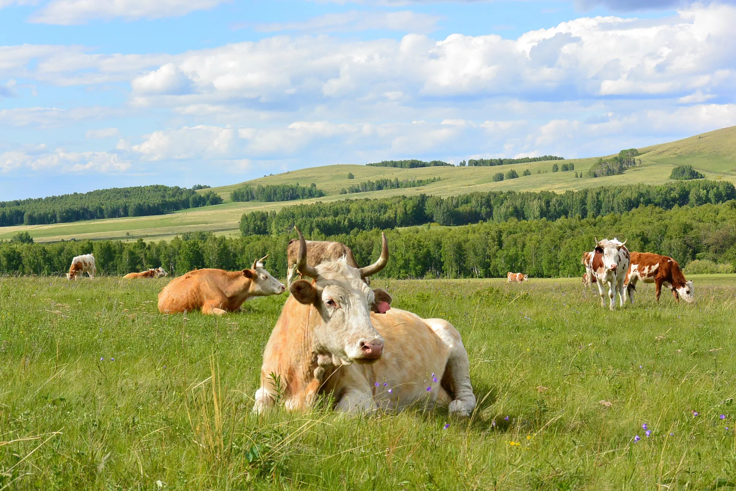 Поле коровки. Коровы на лугу. Коровы пасутся. Луг с коровами. Весенние пастбища.