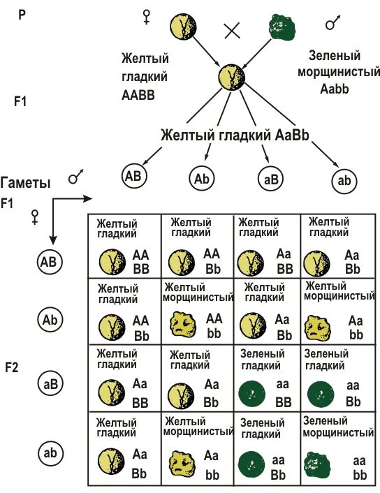 Определите генотип зеленого гладкого гороха